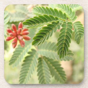 Tropischer Blätter-Korken-Untersetzer Untersetzer