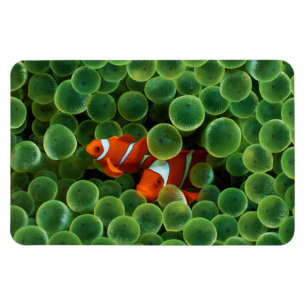 Tropischer Clownfisch Magnet