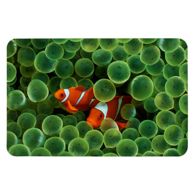 Tropischer Clownfisch Magnet (Horizontal)