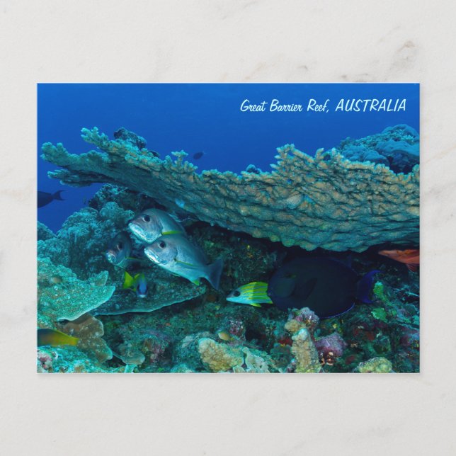 Tropischer Fisch aus dem Korallenmeer Postkarte (Vorderseite)