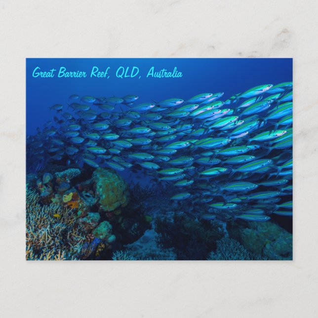 Tropischer Fisch Großes Barrier Riff Korallenmeer Postkarte (Vorderseite)