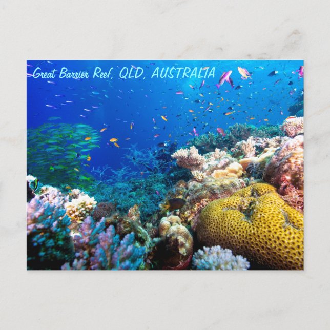 Tropischer Fisch Großes Barrier Riff Korallenmeer Postkarte (Vorderseite)