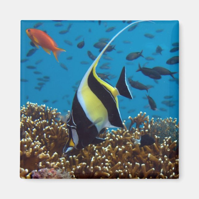 Tropischer Fisch Magnet (Vorne)