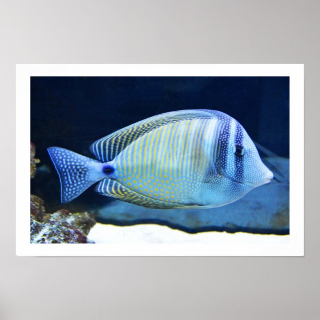 Tropischer Fisch Poster (Vorne)
