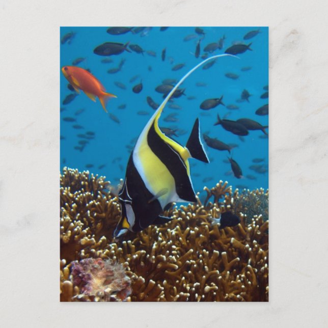 Tropischer Fisch Postkarte (Vorderseite)