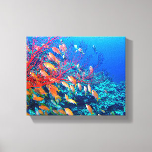 Tropischer Fischkorallenriff Leinwanddruck