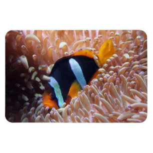 Tropischer Fischmagnet Magnet