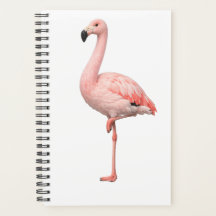 Tropischer Flamingo und Macaw-Papagei-Doppelcover