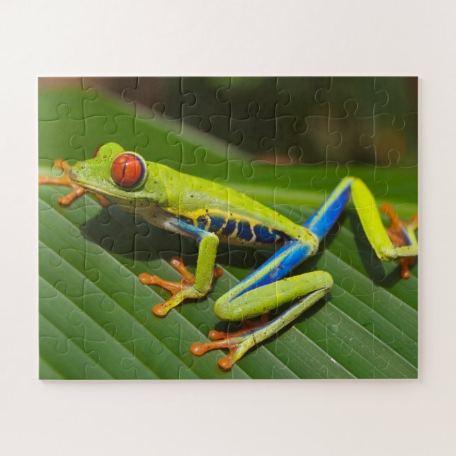 Tropischer Frosch (Horizontal)