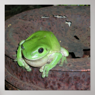 Tropischer Frosch Poster