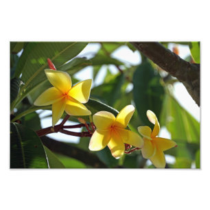 Tropischer gelber Blumen-Druck Fotodruck