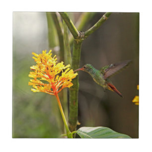 Tropischer Kolibri und Blume Fliese