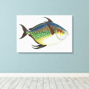 Tropischer Opah-Fisch, Vintage-Meeres-Aquarien-Tie Leinwanddruck