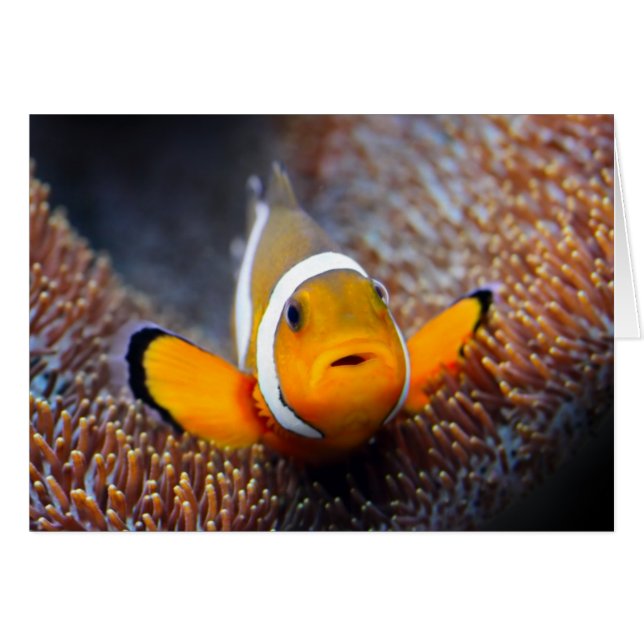 Tropischer Rifffisch - Clownfisch (Vorderseite (Horizontal))