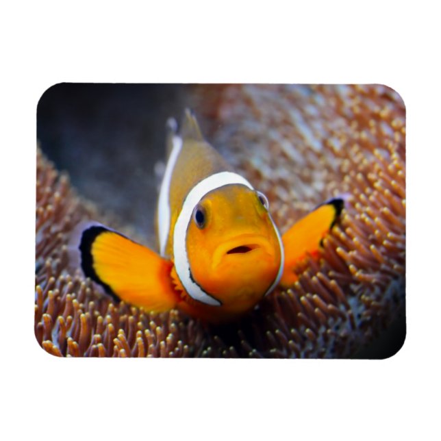 Tropischer Rifffisch - Clownfisch Magnet (Horizontal)