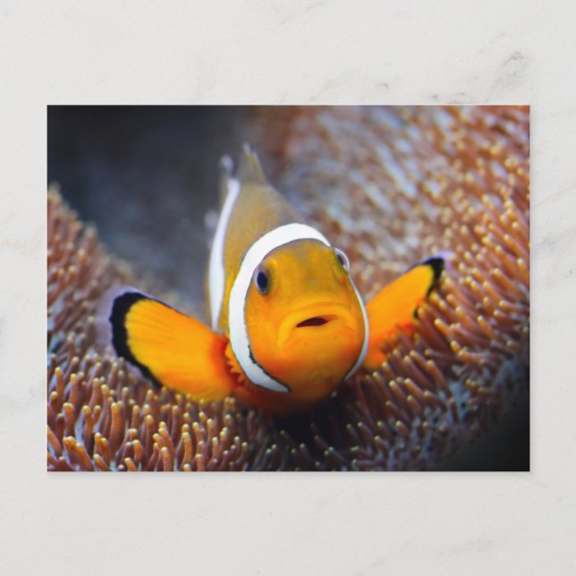 Tropischer Rifffisch - Clownfisch Postkarte (Vorderseite)