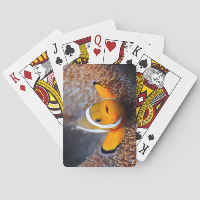 Tropischer Rifffisch - Clownfisch Spielkarten (Rückseite)