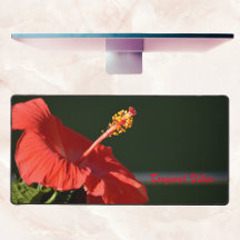 Tropischer Roter Hibiskus Blume Dramatisch fotogra