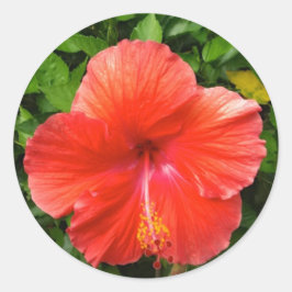 Tropischer Roter Hibiskus Bonita Springs Florida Runder Aufkleber