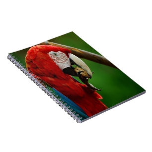 Tropischer Roter Papagei Notizblock