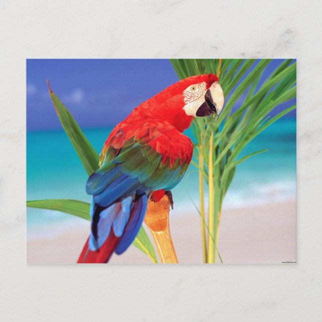 Tropischer Scarlet Macaw Postkarte (Vorderseite)