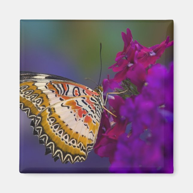 Tropischer Schmetterling auf violetten Blumen Magnet (Vorne)