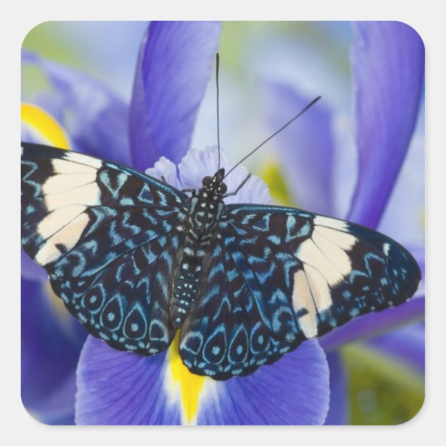 Tropischer Schmetterling Lila Iris Quadratischer Aufkleber (Vorderseite)