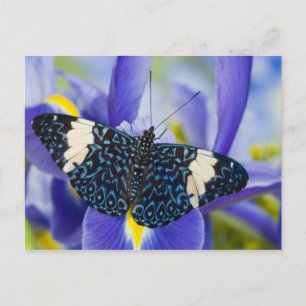 Tropischer Schmetterling Lila Schwertlilie Postkarte