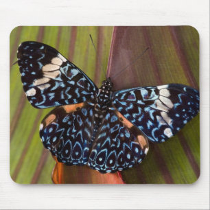 Tropischer Schmetterling Mousepad