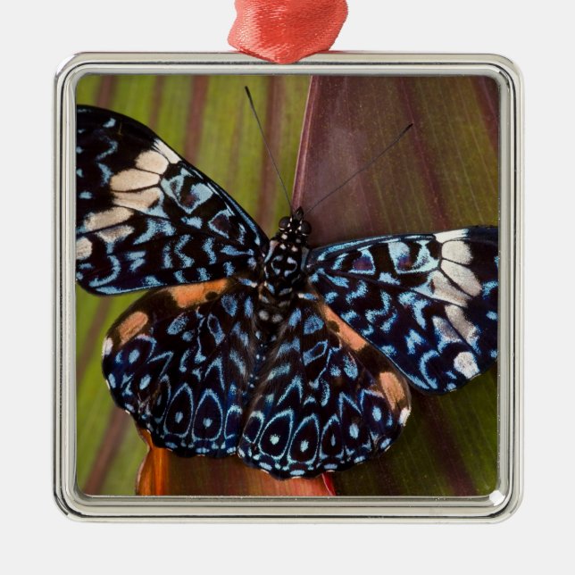 Tropischer Schmetterling Silbernes Ornament (Vorne)
