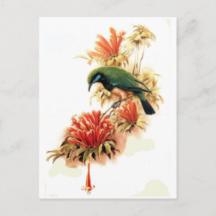Tropischer Splendor Postkarte