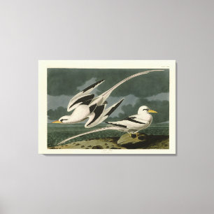 Tropischer Vogel von John Audubons Vögeln Amerikas Leinwanddruck