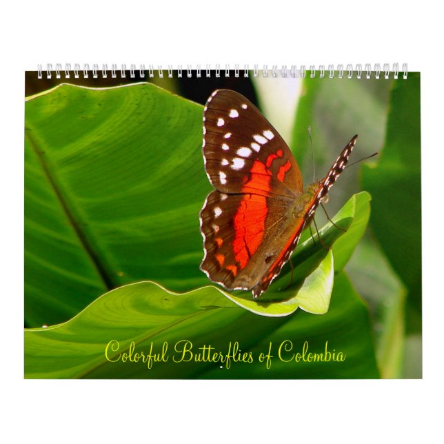 Tropisches Butteflies Kalender (Titelbild)