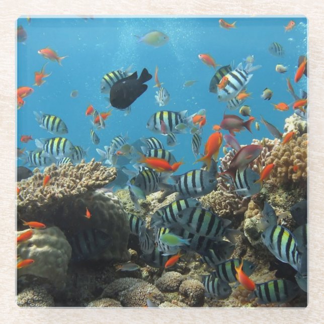 Tropisches Fisch-Chaos Glasuntersetzer (Vorderseite)