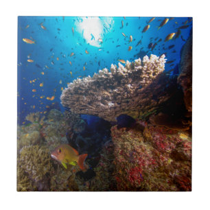 Tropisches Fisch-Great Barrier Reef Fliese