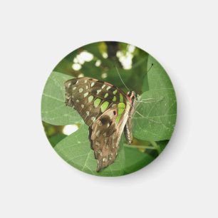 Tropisches Iridescent Green Butterfly Magnet