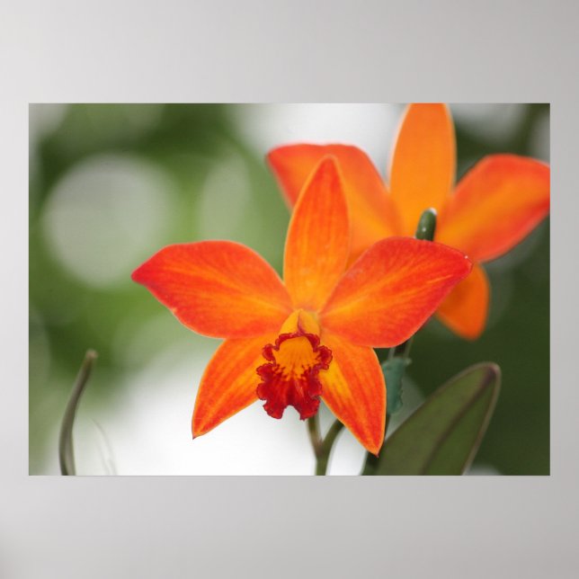 Tropisches Orchid-Poster Poster (Vorne)