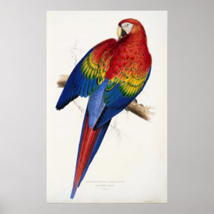 Tropisches Papageienplakat Poster