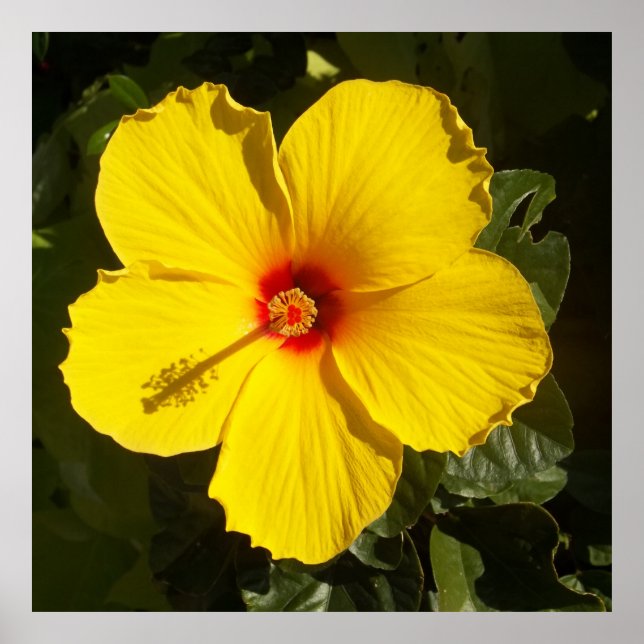 Tropisches Paradies Gelber Hibiskus Blume Matte Poster (Vorne)
