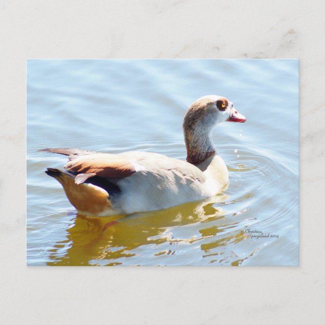 Tropisches Paradies Postkarte (Vorderseite)
