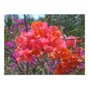 Tropisches Pink Bougainvillea Insel Floral Fotodruck