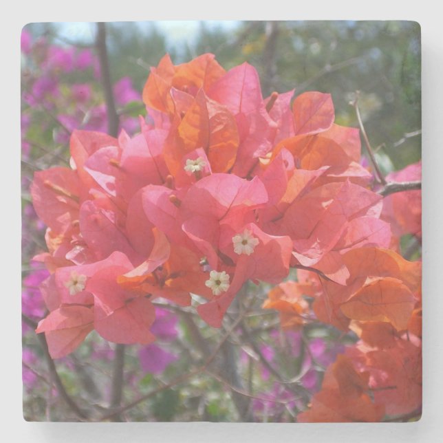 Tropisches Pink Bougainvillea Steinuntersetzer (Vorderseite)