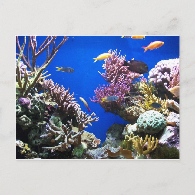 Tropisches Riff Postkarte (Vorderseite)