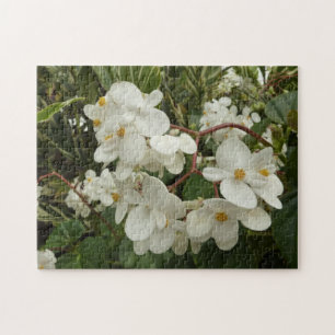 Tropisches Weißes Begonia Floral