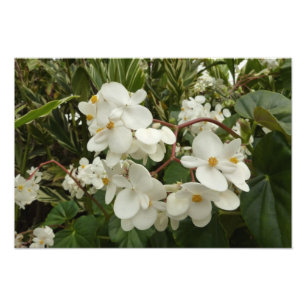 Tropisches Weißes Begonia Floral Fotodruck