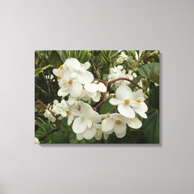 Tropisches Weißes Begonia Floral Leinwanddruck (Vorderseite)