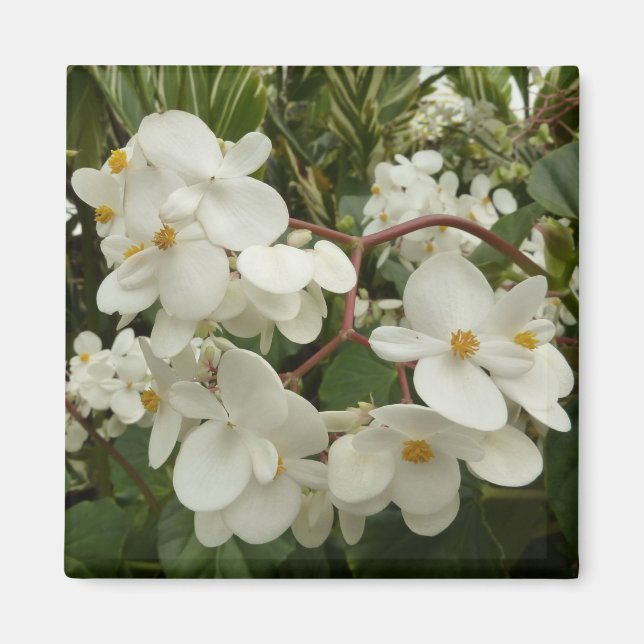 Tropisches Weißes Begonia Floral Magnet (Vorne)