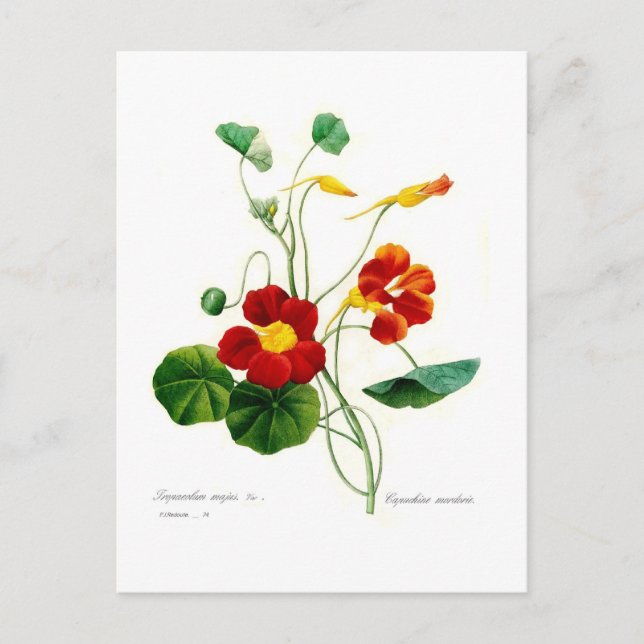 Tropoeolum majus(nasturtium) postkarte (Vorderseite)