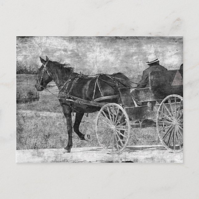 Trot Amish Pferd in Schwarz und Weiß Postkarte (Vorderseite)