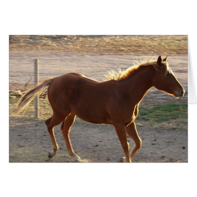 Trot On (Vorderseite (Horizontal))